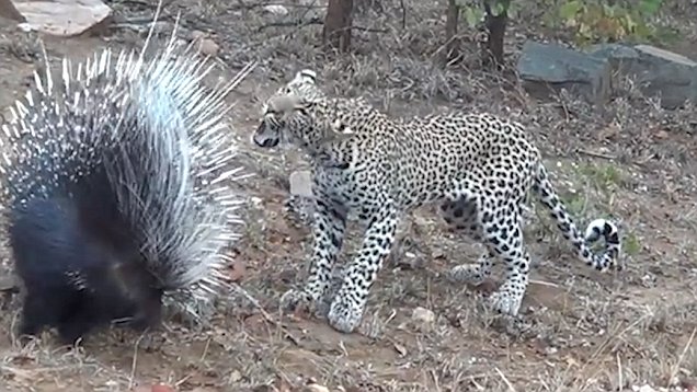 Leopard learns a prickly lesson from a Porcupine