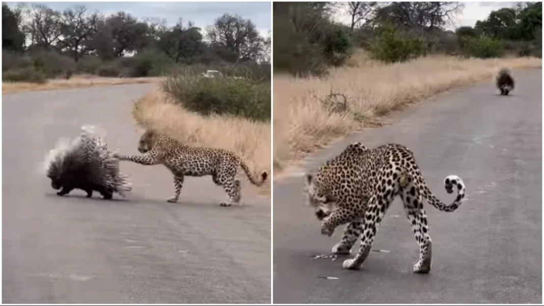 Leopard learns a prickly lesson from a Porcupine